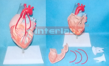 DESK TYPE SHORT BLOOD TUBE HEART AND BY PASS VESSELS WITH DESCRIPTION PLATE